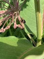 Eutreta noveboracensis