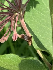 Eutreta noveboracensis