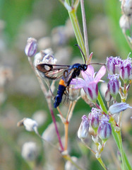 Synanthedon myopaeformis