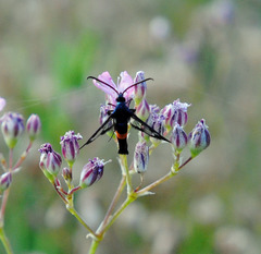 Synanthedon myopaeformis