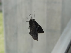 Astraptes janeira