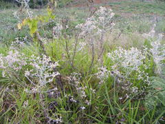 Pseudognaphalium albescens