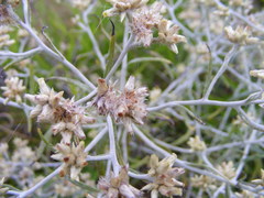 Pseudognaphalium albescens