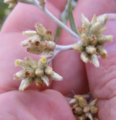 Pseudognaphalium albescens