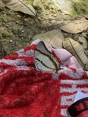 Polyura nepenthes