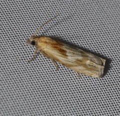 Eucosma radiatana