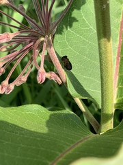 Eutreta noveboracensis