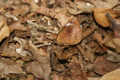 Eunica carias cabira
