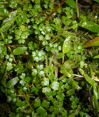 Hydrocotyle tripartita
