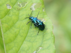 Altica cyanea