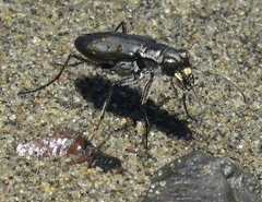 Cicindela haemorrhagica