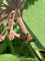 Eutreta noveboracensis