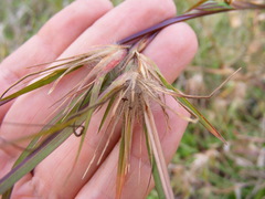 Themeda arguens