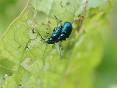 Altica cyanea