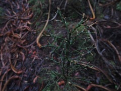 Halocarpus bidwillii