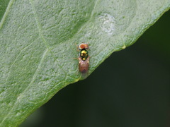 Microchrysa flaviventris