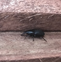 Scyphophorus
