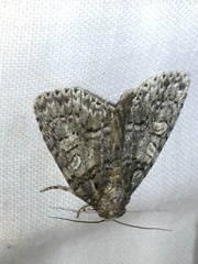 Acronicta tristis