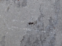 Temnothorax longispinosus