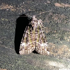 Anaplectoides prasina