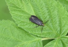 Dichomeris nonstrigella