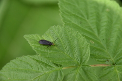 Dichomeris nonstrigella