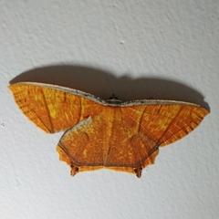 Thinopteryx crocoptera