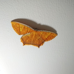 Thinopteryx crocoptera