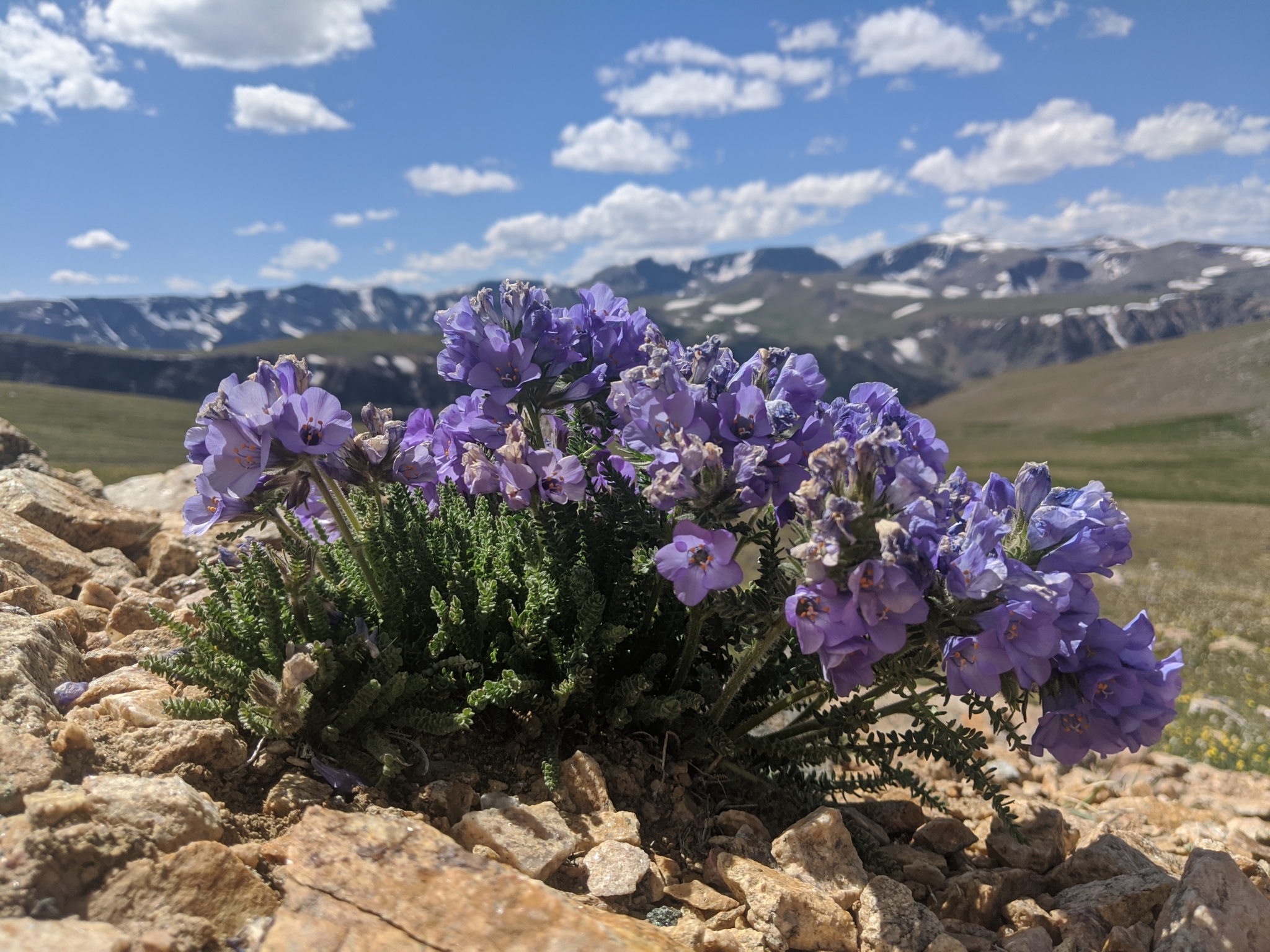 Polemonium