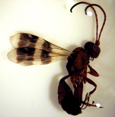 Gelis tenellus