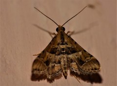 Diasemia