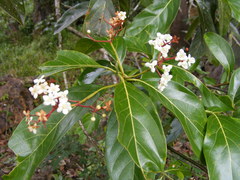 Nectandra hihua