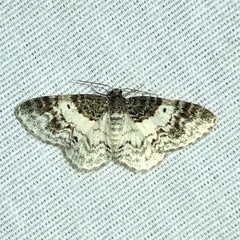 Hydrelia condensata