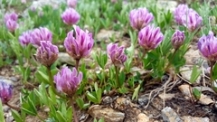 Trifolium parryi