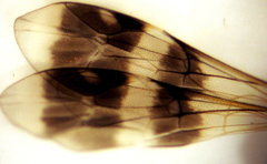 Gelis tenellus