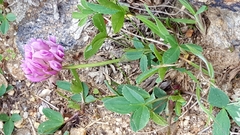 Trifolium parryi