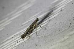 Neurobathra strigifinitella