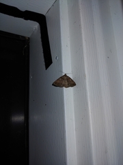 Zanclognatha laevigata