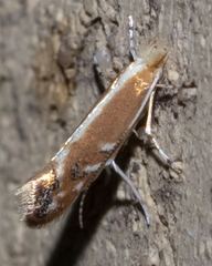 Cameraria ulmella