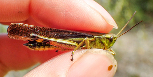 Large Marsh Grasshopper photo 3