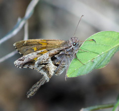 Chioides iverna