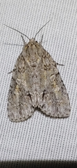 Acronicta ovata