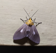Asota canaraica