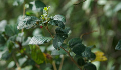 Capsicum rhomboideum