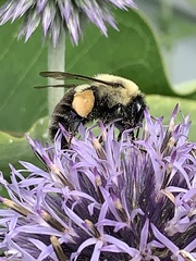 Bombus impatiens
