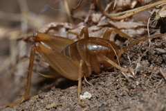 Ceuthophilus hesperus