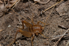 Ceuthophilus hesperus