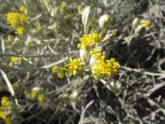 Tetradymia comosa