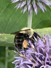 Bombus impatiens