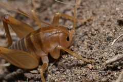 Ceuthophilus hesperus